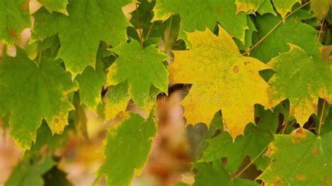 Leaves Rustling On Tree Branches Moving Slowly In The Wind Stock