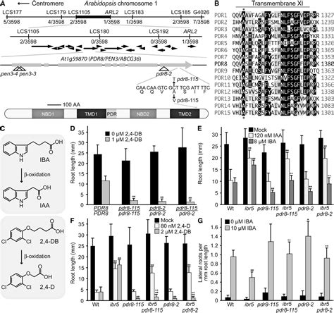 Figure 1 From The Arabidopsis PLEIOTROPIC DRUG RESISTANCE8 ABCG36 ATP