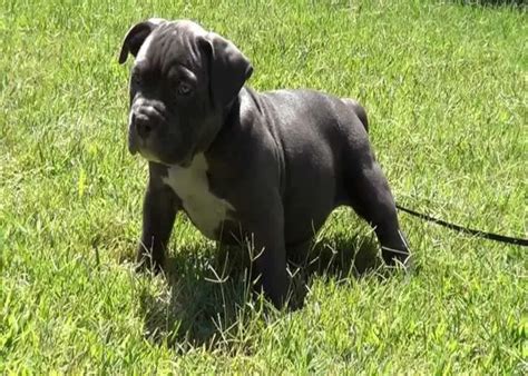 American Bully Training: Basic Info and Tips for Training Like a Pro ⋆ American Bully Daily