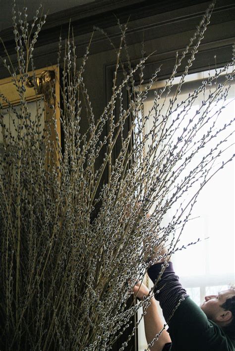 Making Pussy Willow Arrangements The Martha Stewart Blog