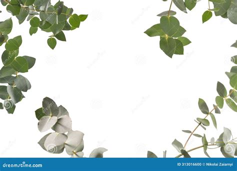 Eucalyptus Sprig Isolated On A White Background Stock Photo Image Of