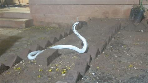 Rare And Deadly Albino Cobra Slithers Into House