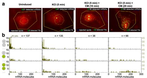 Single Molecule Fluorescence In Situ Hybridization Data Of Npas Mrna