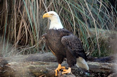 Bald Eagle Raptor Free Photo On Pixabay
