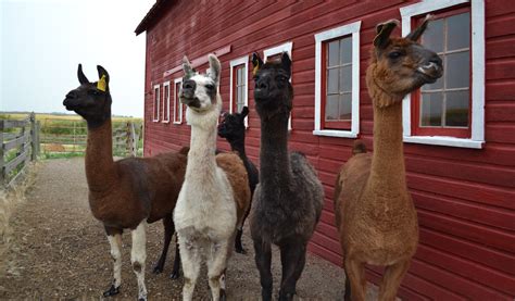 Llama Drama Research Into The Mechanics Of Llama Ovulation Reveals A