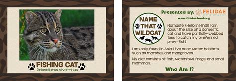 Felidae Conservation Fund Wildcat Trading Cards On Behance