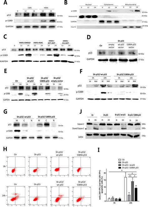 Stretching Magnitudedependent Inactivation Of Akt By Ros Led To