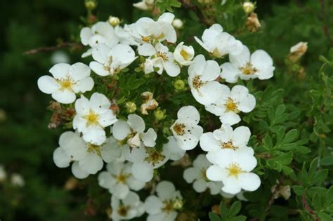 Лапчатка белая (Potentilla alba L.) - лекарственное растение. Описание ...