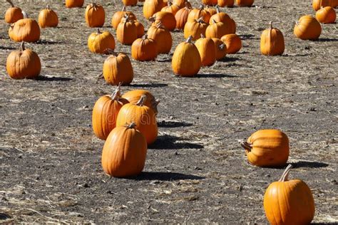 Pumpkin Festival Half Moon Bay Stock Image - Image of moon, halloween ...