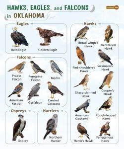 List of Hawks, Eagles, & Falcons in Oklahoma with Pictures