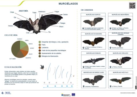 Infografía Murciélago Orejudo Recursos Educativos Abiertos