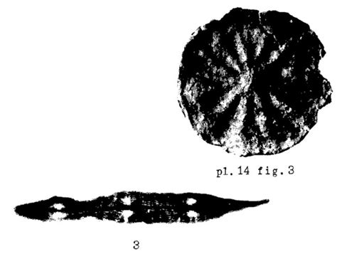 Asterocyclina Aster Unknown None Eocene Paleogene Foraminifera