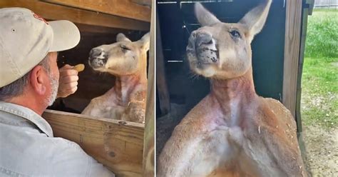 Viral clip of super jacked kangaroo inspires the internet to amp up their fitness routines