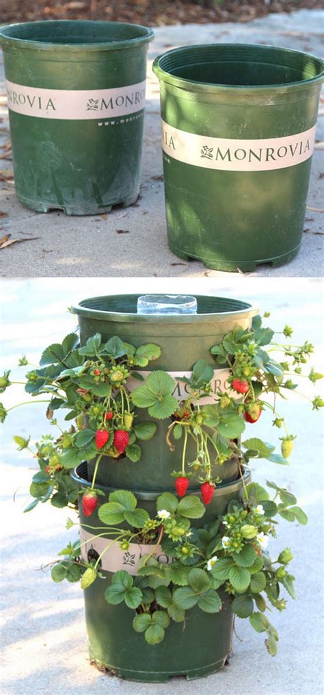 DIY Strawberry Tower With Reservoir Apiece Of Rainbow