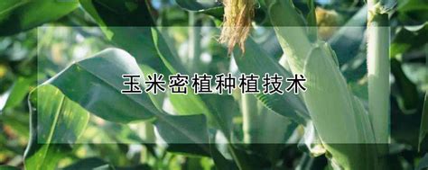 玉米种植技术与管理 —【发财农业网】