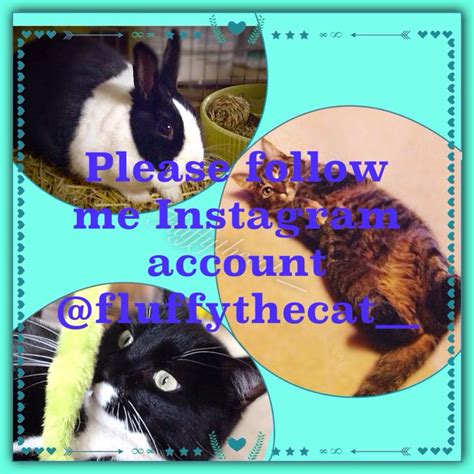 Please Follow Our Instagram Account Fluffythecat Instagram