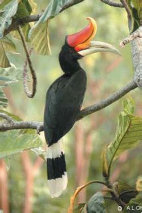 BURUNG Burung Kalimantan