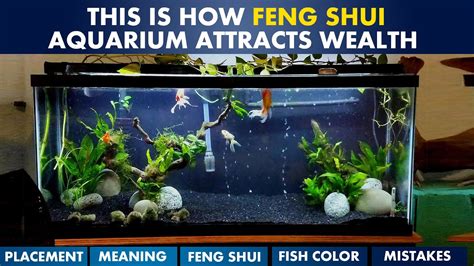 Which Is The Best Place To Keep Aquarium In House Fish Tank Feng Shui