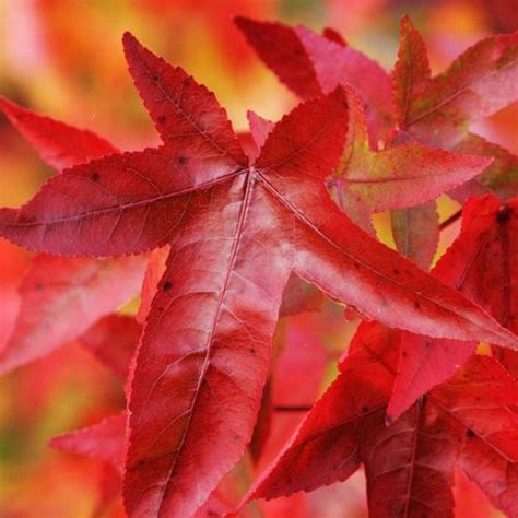 Liquidamber Styraciflua Worplesdon Beechmount Garden Centre