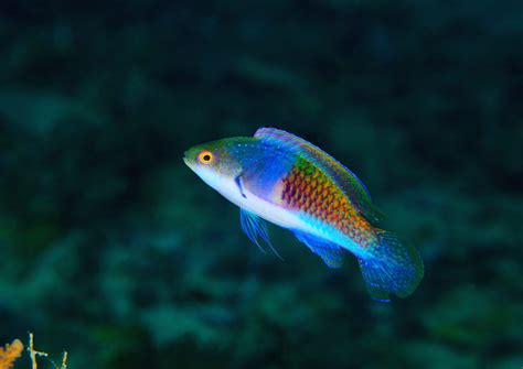 Bluehead Fairy Wrasse Fish And Coral Store