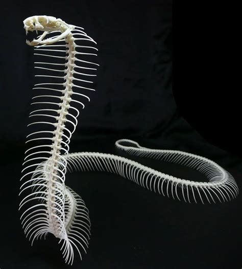 Snake Skeleton Tattoo Ideas For Men Bone Designs The Snake May Shed