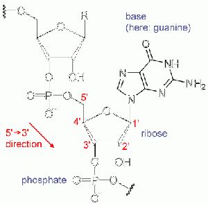 RNA - wikidoc