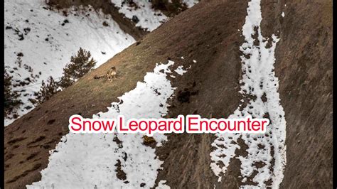 Live Snow Leopard Encounter Snow Leopard Encounter In Manang Tiger