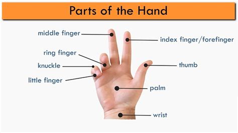 Hand Vocabulary Parts Of The Hands Collocations With Hand