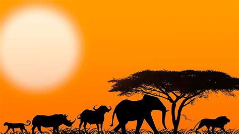 Spotting Africas Big 5 In Tanzania Big Five Hd Wallpaper Pxfuel