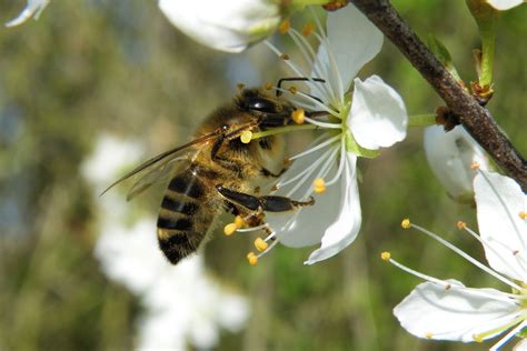 Free Images Nature Honey Bee Flora Fauna Nectar Wildlife Flower