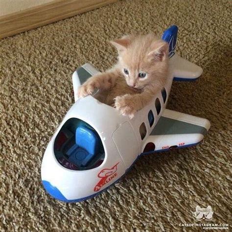 Pilot Cat : r/cats