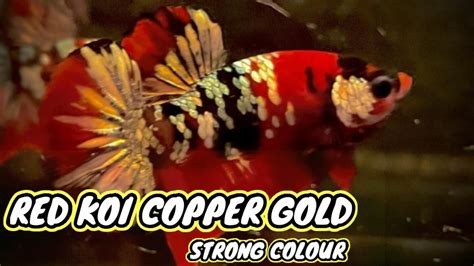 Ikan Cupang Red Koi Copper Gold Strong Colour Youtube