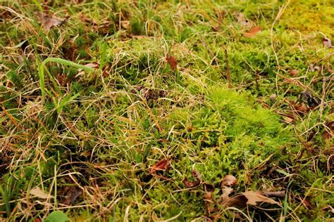 How To Get Rid Of Moss In Your Lawn Forever Allett