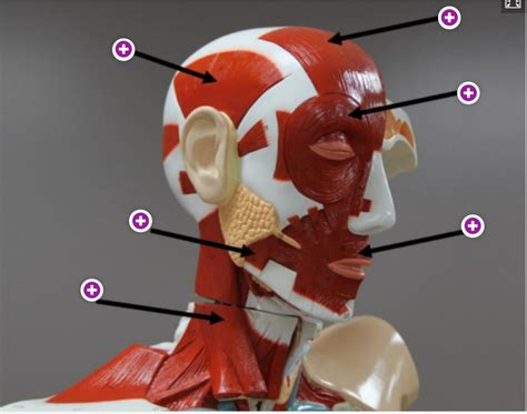 Lab Prac Muscle Of Head And Neck Diagram Quizlet