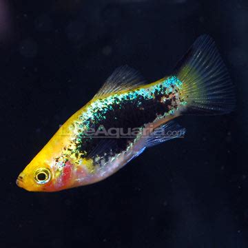 Painted Platy - Freshwater Fishs