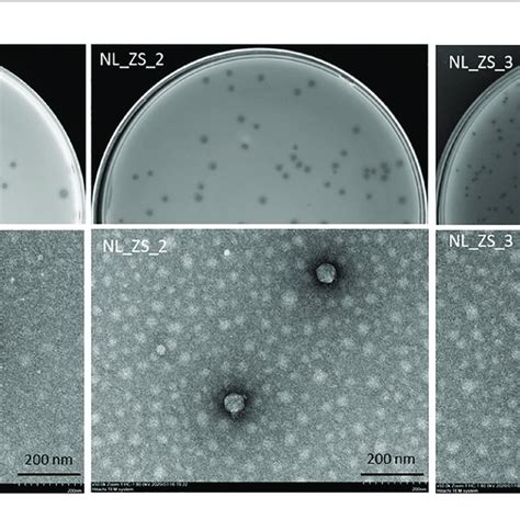 Phage Host Range Assay Of The Phages Columns Against The K