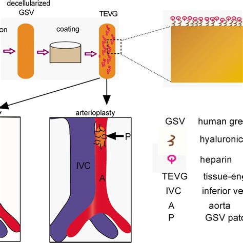 Schematic Picture Of The Study Design A Decellularization And