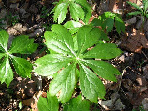 » Podophyllum peltatum | The Friesner Herbarium