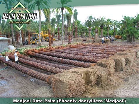 Groundworks - Medjool Date Palm Tree