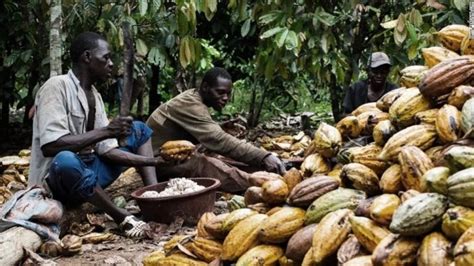 Nigerian Cocoa Farmers Eye Big Wins From China Australias Entry