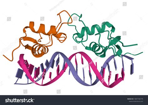 Progesterone Coil: Over 2 Royalty-Free Licensable Stock Illustrations ...