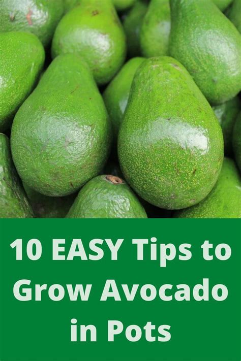 10 EASY Tips To Grow Avocado In Pots Grow Avocado Avocado Plant Avocado