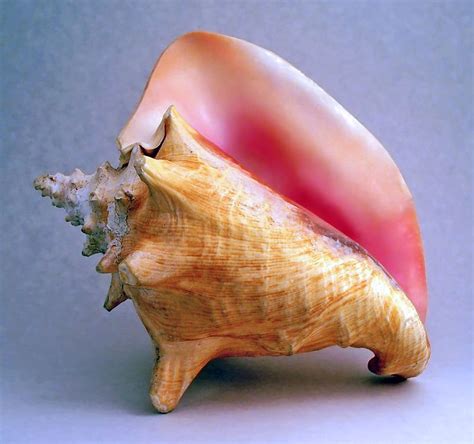 What Does Conch Taste Like The Real Truth Epic Taste Odyssey