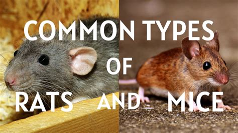 Rat Vs Mouse Learn The Differences Between Rats And Mice