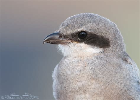 Mobbed By Loggerhead Shrike Juveniles Mia Mcphersons On The Wing