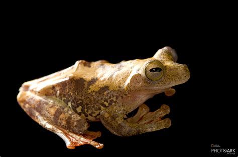 Photo Ark Home Malaysian Gliding Tree Frog National Geographic Society