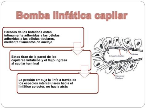 La microcirculación y el sistema linfático intercambio de líquido