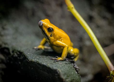 Golden Poison Frog - ZooChat