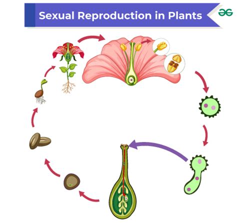 Sexual Reproduction Overview Process In Plants Humans GeeksforGeeks