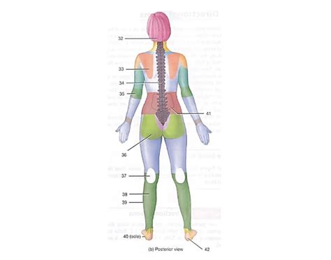 Posterior Body Region Quiz